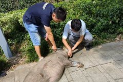 <b>野猪下山闯祸人对？</b>